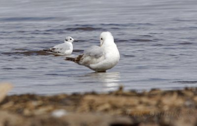 Bonaparte's Gull and Ring-billed Gull