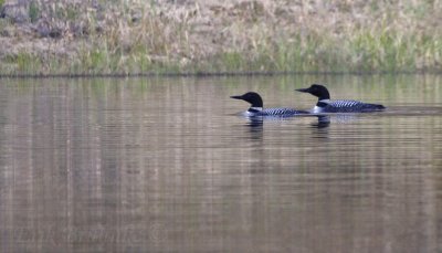 Common Loons at Bird Grove Campground