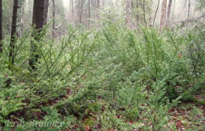 Canada Yew... the most I've ever seen (photographed on Stockton Island)