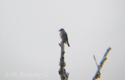 Olive-sided Flycatcher
