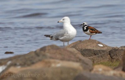 Ruddy Turnstone & Ring-billed Gull (Maslowski Beach)