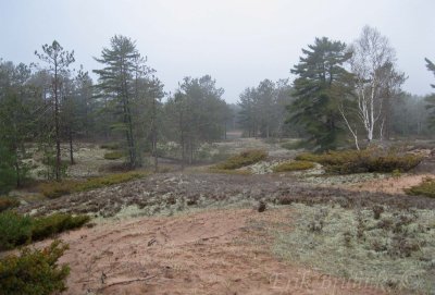 Sand Forest