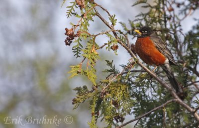 American Robin