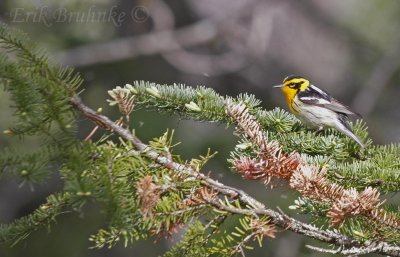 Blackburnian Warbler