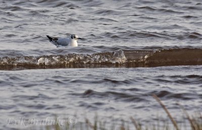 Bonaparte's Gull