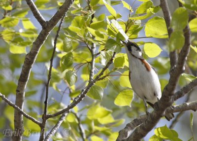 Chestnut-sided Warbler