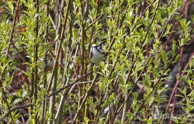 Chestnut-sided Warbler