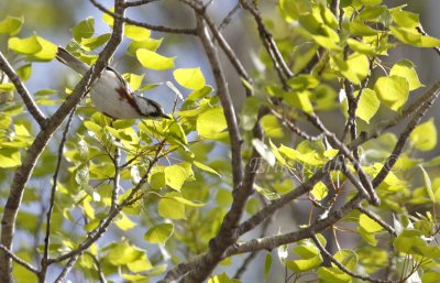 Chestnut-sided Warbler