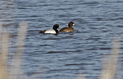 Scaup