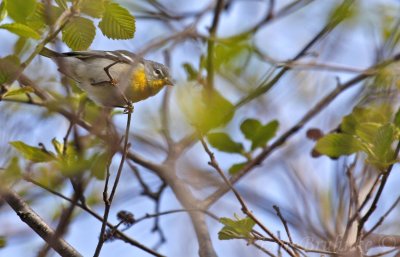 Northern Parula