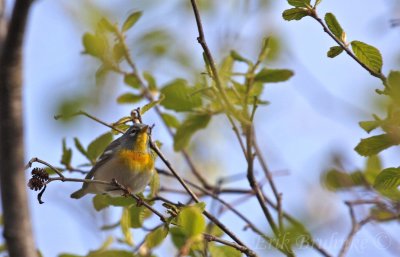 Northern Parula