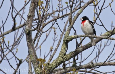 Rose-breasted Grosbeak (male)