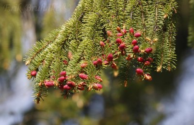 Spruce buds