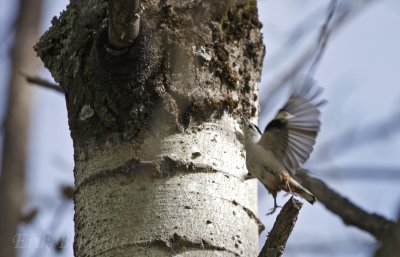 White-breasted Nuthatch