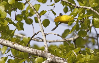 Wilson's Warbler