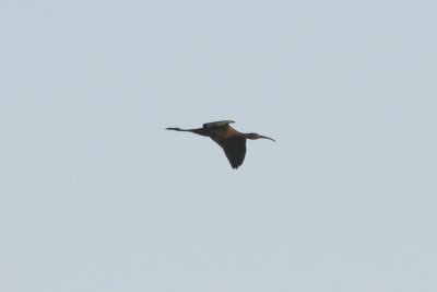 Ibis species