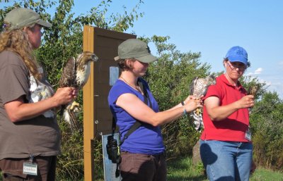 Red-tailed Hawk (left), Cooper's Hawk (center), Merlin (right)