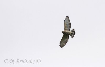 Broad-winged Hawk (adult)