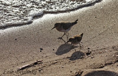 Sanderling (upper) and Least Sandpiper (lower) - they walked right under me!