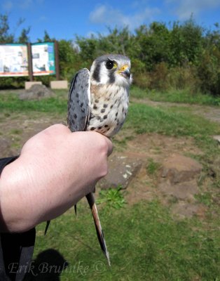 American Kestrel (adult male) in the hand