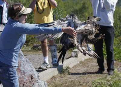 Karen releasing the Bald Eagle
