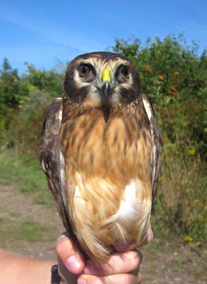 Immature Northern Harrier