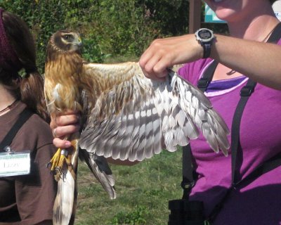 Immature Northern Harrier