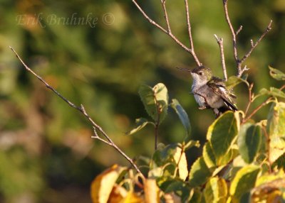 Ruby-throated Hummingbird, relaxing one morning at Hawk Ridge