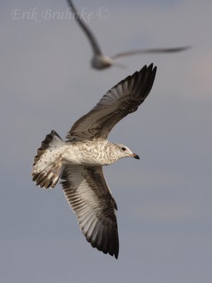 Ring-billed Gull