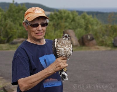 Linda with an adult Broad-winged Hawk