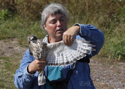 Margie with the adult Broad-winged Hawk