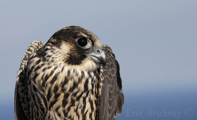 Peregrine Falcon in-the-hand