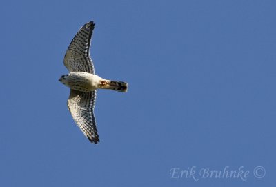 American Kestrel (adult male)