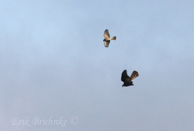 Sharp-shinned Hawk (top) mobbing Cooper's Hawk (below)