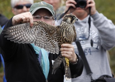 Julie with the Peregrine Falcon