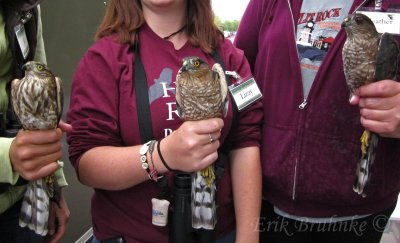 Sharp-shinned Hawks