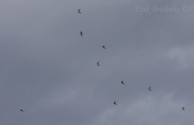 Flock of Forster's Terns
