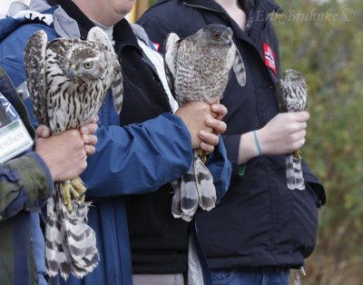 Three accipiters - Imm. Northern Goshawk (left), adult Cooper's Hawk (center), Imm Sharp-shinned Hawk (right)
