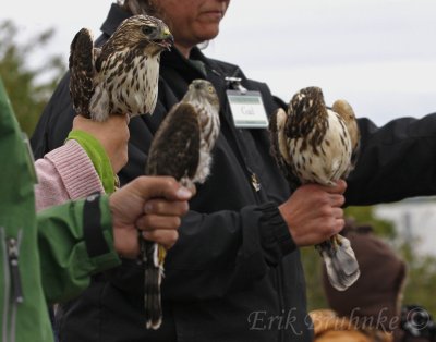 Immature Broad-winged Hawks (left and right), Immature Sharp-shinned Hawk (center)