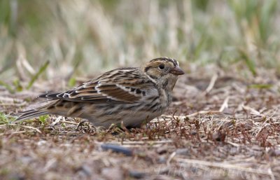 Lapland Longspur