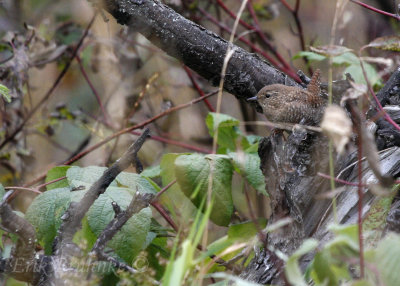 Winter Wren