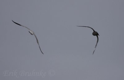 Parasitic Jaeger Chasing a gull