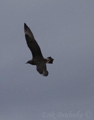 Parasitic Jaeger