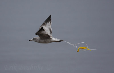 Ring-billed Gull with balloon