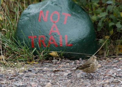 American Pipit, keeping watch over the trails at Hawk Ridge