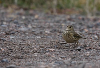 American Pipit