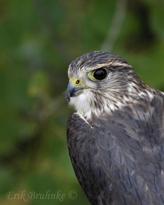 Richardson's Merlin, also known as a Prairie Merlin