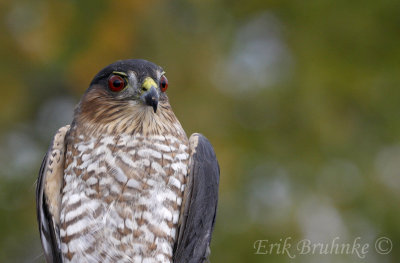 Adult female Sharp-shinned Hawk