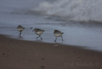 Sanderlings doing what they do best... run along the waves in search of food!