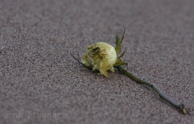 Rose, washed-up on Park Point